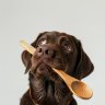 TheSpoonDog